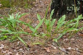 Attēlu rezultāti vaicājumam “Scorzonera humilis bud”