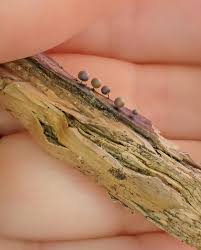 Attēlu rezultāti vaicājumam “Lamproderma arcyrioides macro”