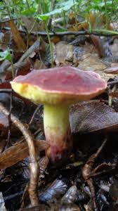 Attēlu rezultāti vaicājumam “Xerocomus rubellus”