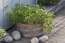 Image result for Brunnenkresse