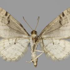 Attēlu rezultāti vaicājumam “Eupithecia sinuosaria”