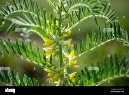 Attēlu rezultāti vaicājumam “Astragalus arenarius fruit”