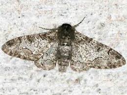 Attēlu rezultāti vaicājumam “Biston betularia”