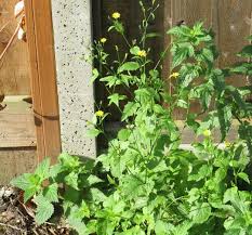 Attēlu rezultāti vaicājumam “Lapsana communis bud”