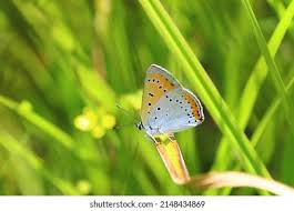 Attēlu rezultāti vaicājumam “Lycaena dispar underside”
