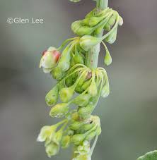 Attēlu rezultāti vaicājumam “Rumex aquaticus bud”