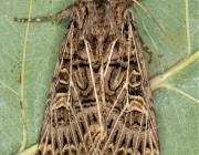 Attēlu rezultāti vaicājumam “Tholera decimalis male”