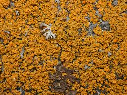 Attēlu rezultāti vaicājumam “Xanthoria candelaria”