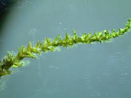 Attēlu rezultāti vaicājumam “Hypnum pallescens”