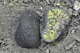 Attēlu rezultāti vaicājumam “Pachyphloeus melanoxanthus”