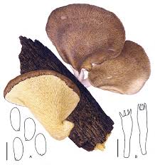 Attēlu rezultāti vaicājumam “Polyporus”