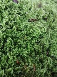 Attēlu rezultāti vaicājumam “Ctenidium molluscum”