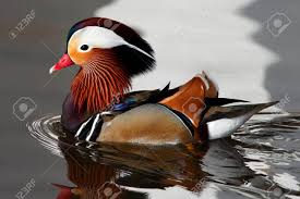 Attēlu rezultāti vaicājumam “Aix galericulata”