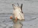 Dereila Nature Inn - Bird's Nest Lounge - The Dabbling Ducks