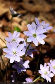 Attēlu rezultāti vaicājumam “Hepatica nobilis flower”