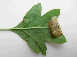 Attēlu rezultāti vaicājumam “Parornix anglicella”