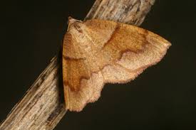 Attēlu rezultāti vaicājumam “Plagodis pulveraria”