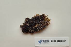 Attēlu rezultāti vaicājumam “Cephaloziella elachista”