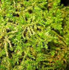 Attēlu rezultāti vaicājumam “Leiocolea rutheana sporophyte”