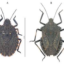 Attēlu rezultāti vaicājumam “Jalla dumosa imago”