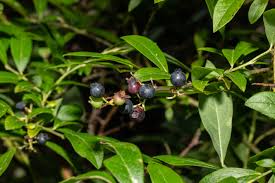 Attēlu rezultāti vaicājumam “Vaccinium uliginosum”