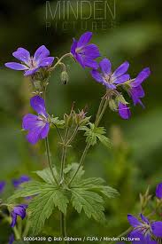 Attēlu rezultāti vaicājumam “Geranium sylvaticum bud”