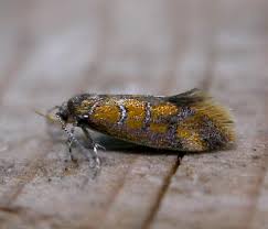 Attēlu rezultāti vaicājumam “Oecophoridae”