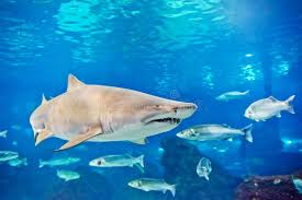 Image result for Carcharias taurus