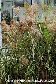 Attēlu rezultāti vaicājumam “Phragmites communis flower”