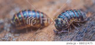 Attēlu rezultāti vaicājumam “Armadillidium pulchellum”