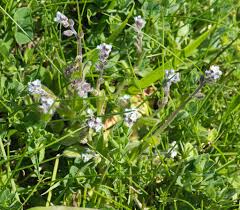 Attēlu rezultāti vaicājumam “Myosotis ramosissima flower”