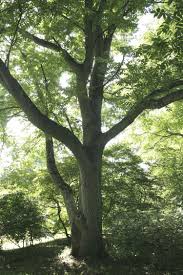 Attēlu rezultāti vaicājumam “Juglans mandshurica leaf”