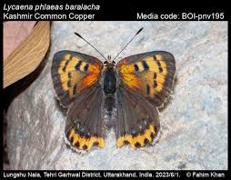 Attēlu rezultāti vaicājumam “Lycaena phlaeas female”