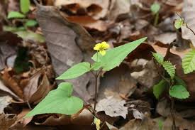Attēlu rezultāti vaicājumam “Viola epipsila leaf”