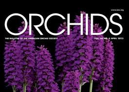 Attēlu rezultāti vaicājumam “Dactylorhiza ochroleuca bud”