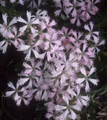 Attēlu rezultāti vaicājumam “Silene borysthenica flower”