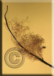 Attēlu rezultāti vaicājumam “Comatricha laxa”