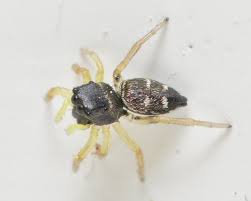 Attēlu rezultāti vaicājumam “Heliophanus sp.”