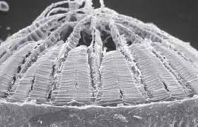 Attēlu rezultāti vaicājumam “Bryum funkii”