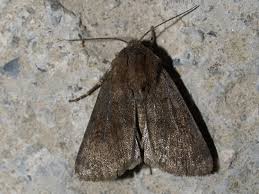 Attēlu rezultāti vaicājumam “Rusina ferruginea”