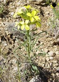 Attēlu rezultāti vaicājumam “Erysimum hieracifolium leaf”