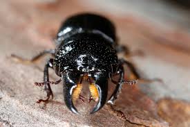 Attēlu rezultāti vaicājumam “Ceruchus chrysomelinus”