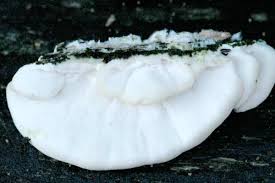 Attēlu rezultāti vaicājumam “Skeletocutis nivea”