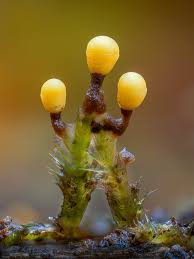 Attēlu rezultāti vaicājumam “Metatrichia floriformis spores”