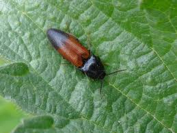 Attēlu rezultāti vaicājumam “Ampedus balteatus”