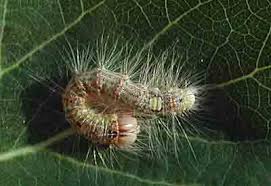 Attēlu rezultāti vaicājumam “Acronicta megacephala”