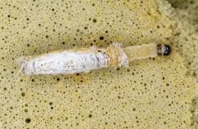 Attēlu rezultāti vaicājumam “Tischeria complanella larva”