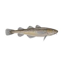 Image result for Microgadus tomcod