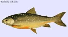 Image result for Salvelinus youngeri