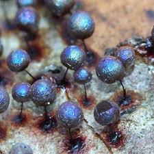 Attēlu rezultāti vaicājumam “Lamproderma pseudomaculatum”